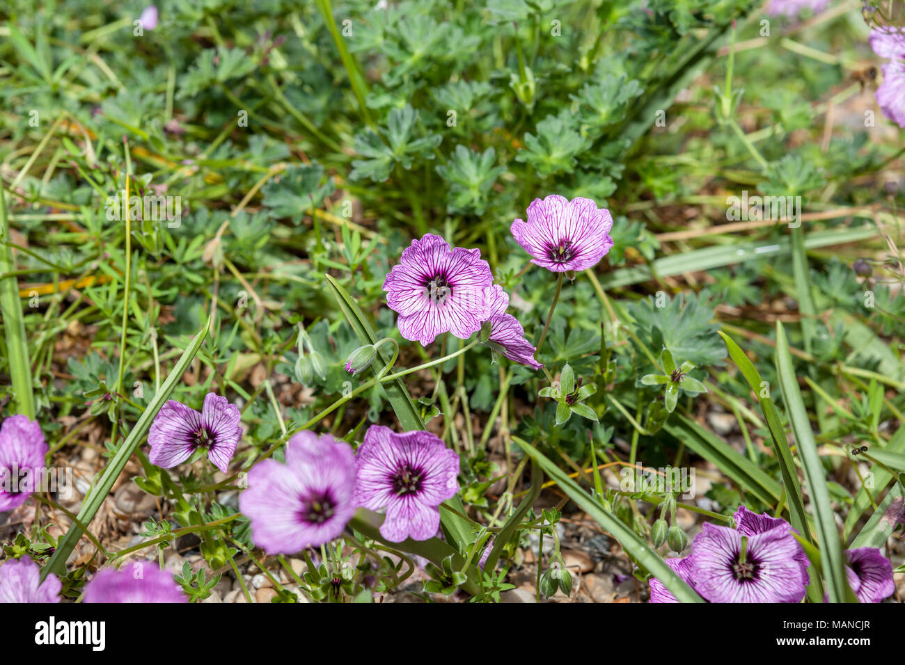 "Ballerina" Ashy cranesbill, Jordnäva (Geranio cinereum x subcaulescens) Foto Stock