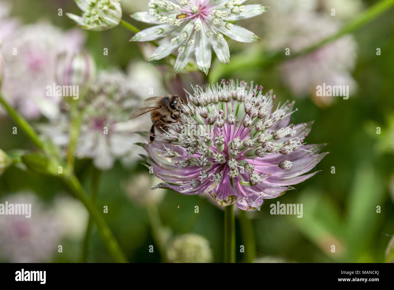 Grande masterwort, Stjärnflocka (Astrantia major) Foto Stock