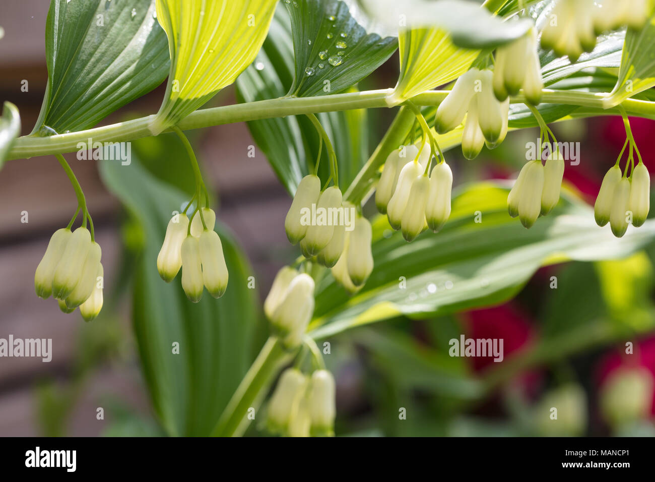 Giardino di Salomone sigillo, Jätterams (Polygonatum hybridum) Foto Stock