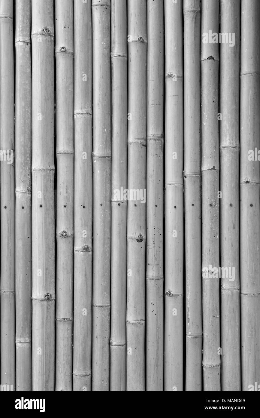 Close-up di bamboo naturale sfondo parete in bianco e nero Foto Stock