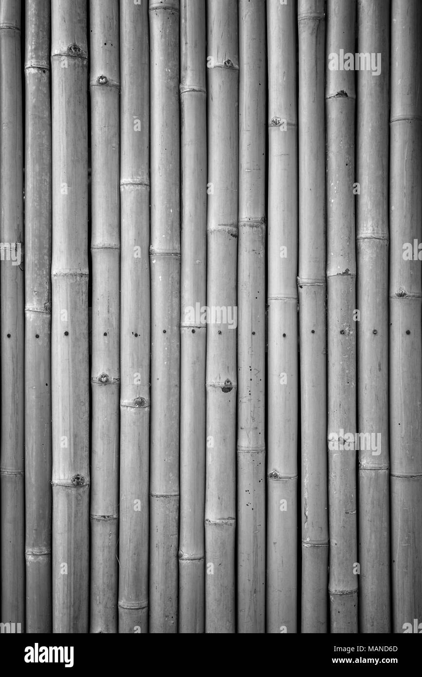Close-up di bamboo naturale sfondo parete in bianco e nero con vignette Foto Stock