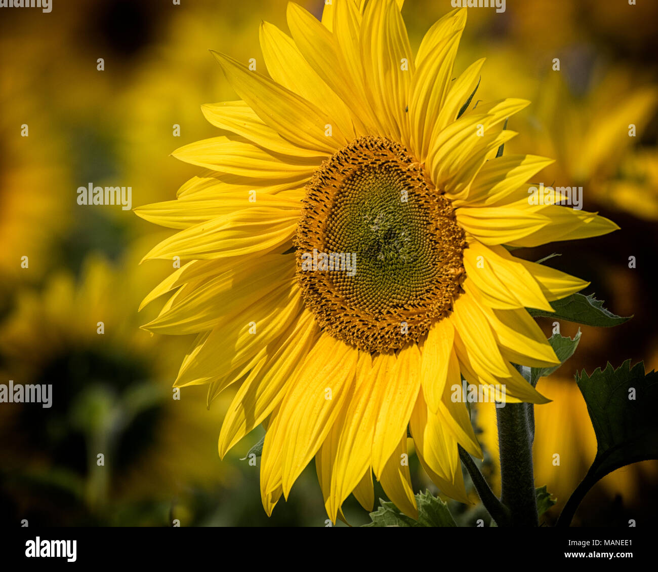 Close up di grandi teste di semi di girasole in campi Foto Stock