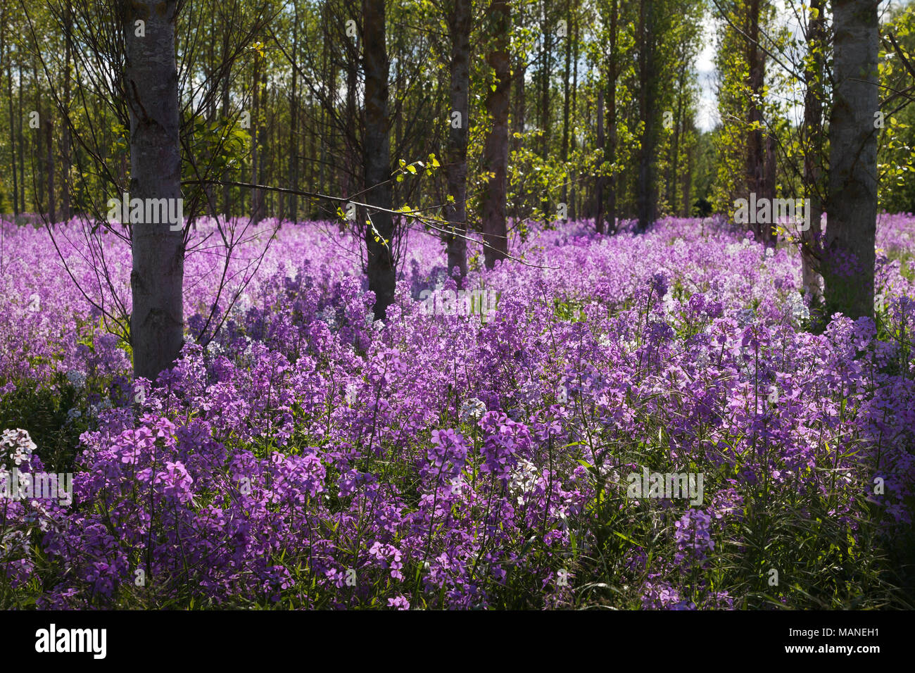 Wild Rocket fiori che crescono nella campagna di Norfolk Foto Stock