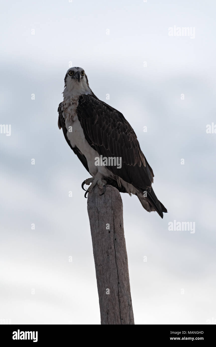 Falco pescatore (Pandion haliaetus) seduti su un palo di legno sulla costa caraibica del Messico Foto Stock