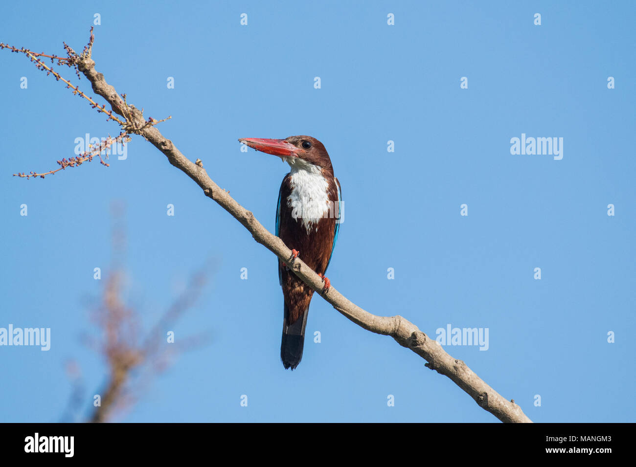 Gli uccelli: Ritratto di un bianco Throated Kingfisher appollaiato su albero Foto Stock