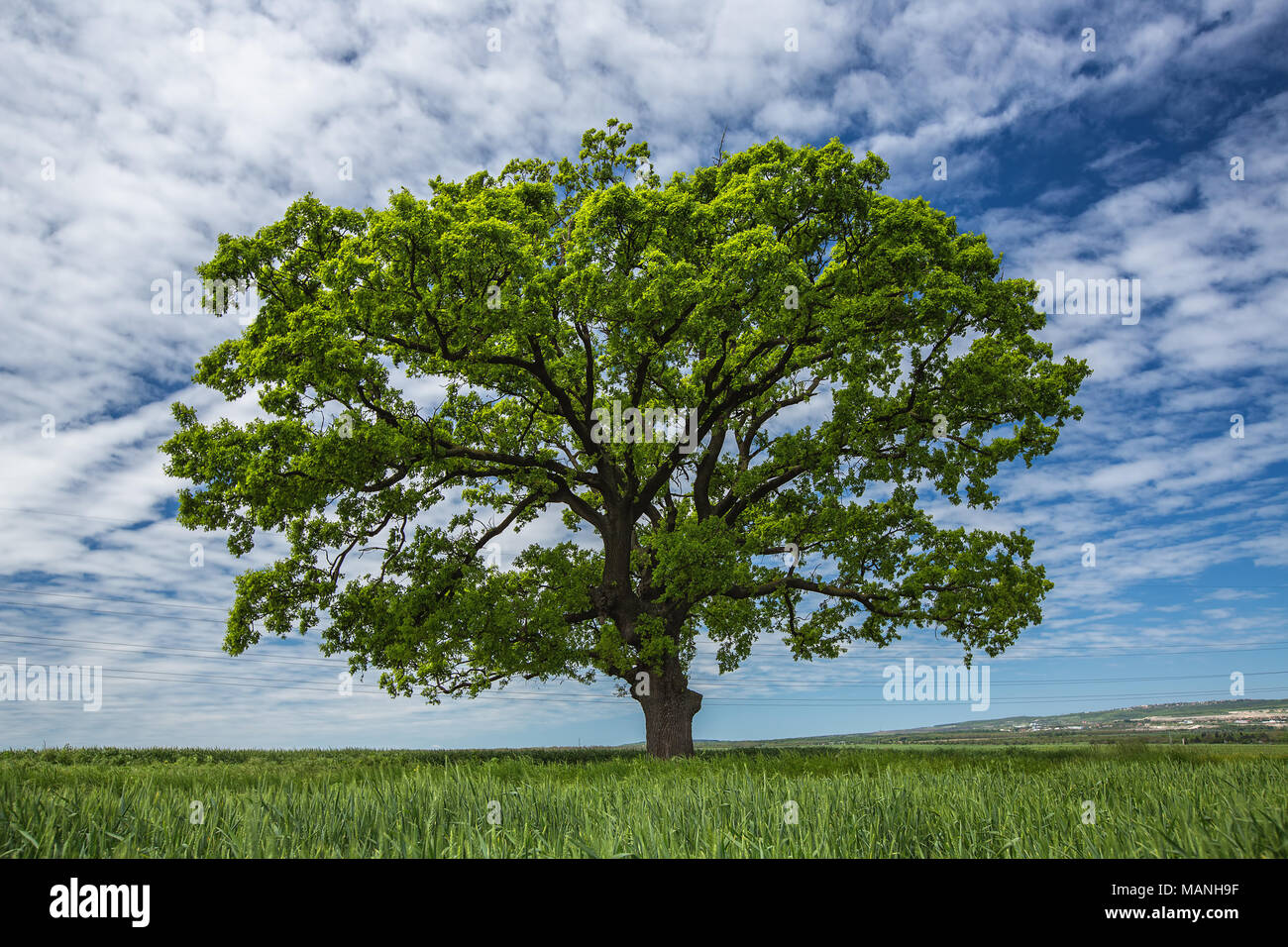 Bellissimo albero verde nel grano si rifugiarono Foto Stock