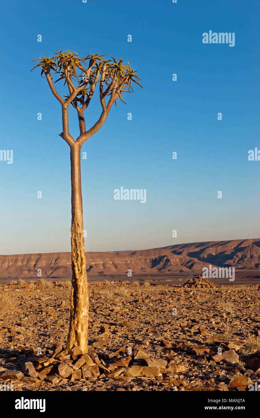 Faretra giovane albero o kocurboom (Aloe dichotoma) al Fish River Canyon di sunrise, Ai-Ais Richtersveld Parco transfrontaliero, Karas Regione, Namibia, Africa Foto Stock