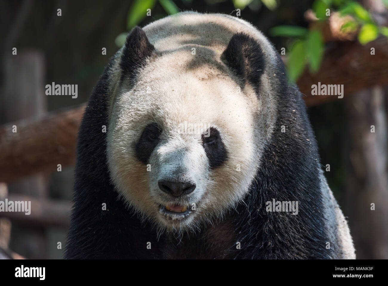 Panda gigante headshot closeupin la foresta, Chengdu Cina Foto Stock