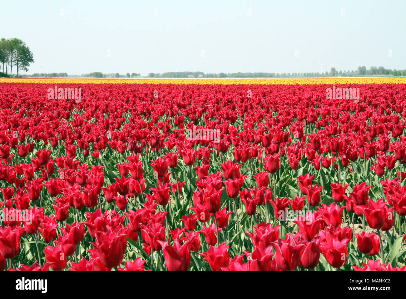 Paesaggio olandese, tulipani campi in primavera in Olanda Foto Stock