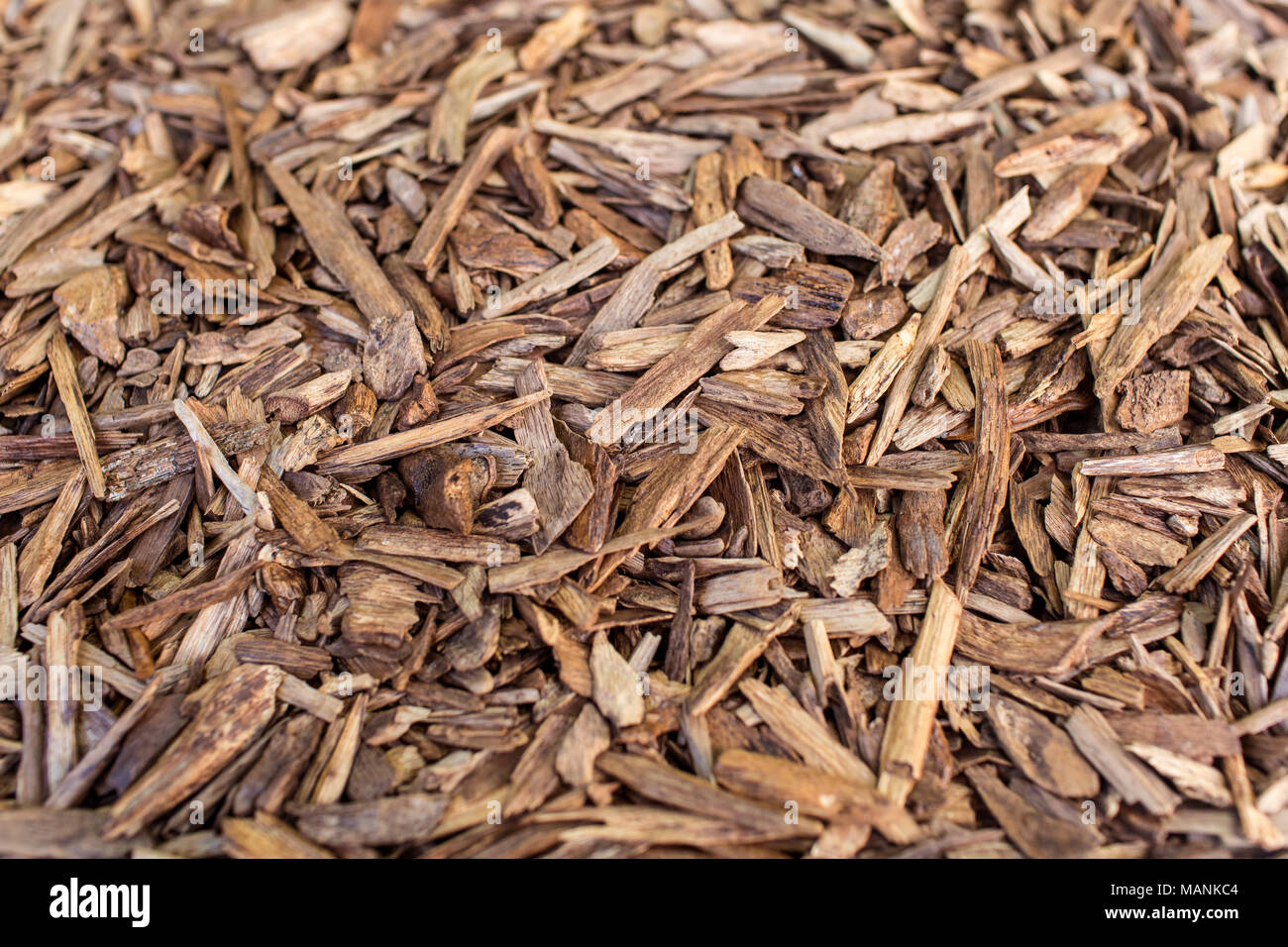 Messa a fuoco selettiva, bastoncini di legno di agar o di legno di agar sfondo l'Incenso chip utilizzati da bruciare incenso & profumi di olio essenziale come Oud o Bakhoo Foto Stock