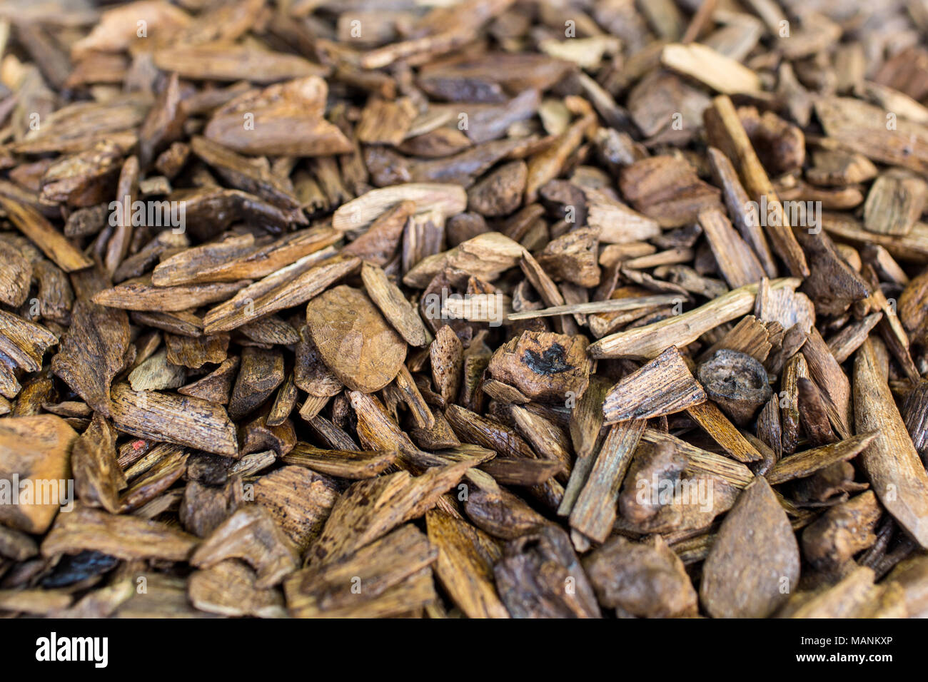 Messa a fuoco selettiva, bastoncini di legno di agar o di legno di agar sfondo l'Incenso chip utilizzati da bruciare incenso & profumi di olio essenziale come Oud o Bakhoo Foto Stock