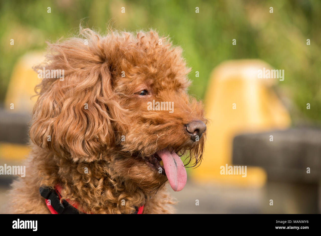 Ritratto di cioccolato-poodle con linguetta appendere fuori, sfondo al di fuori della messa a fuoco Foto Stock