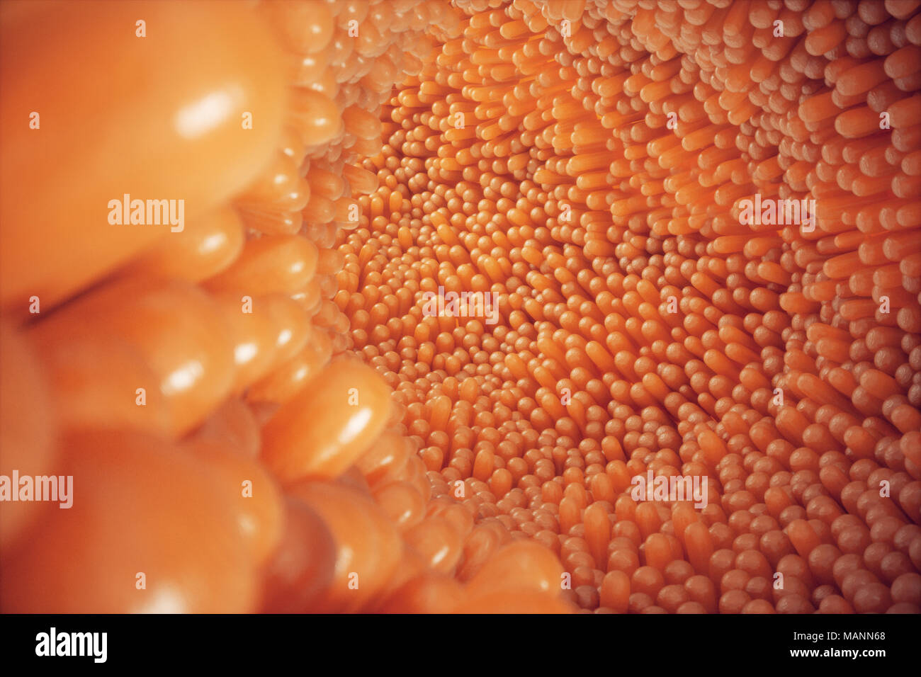 3D illustrazione close-up dei villi intestinali. Rivestimento dell'intestino. Villi microscopiche e capillare. Intestino umano. Concetto di un sano o malato intestino. Foto Stock