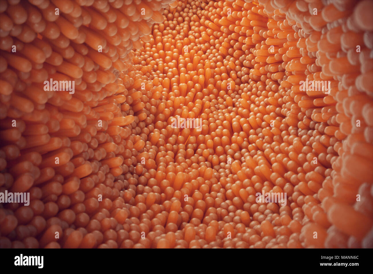 3D illustrazione close-up dei villi intestinali. Rivestimento dell'intestino. Villi microscopiche e capillare. Intestino umano. Concetto di un sano o malato intestino. Foto Stock 3D illustrazione close-up dei villi intestinali. Rivestimento dell'intestino. Villi microscopiche e capillare. Intestino umano. Concetto di un sano o malato intestino. Foto Stock