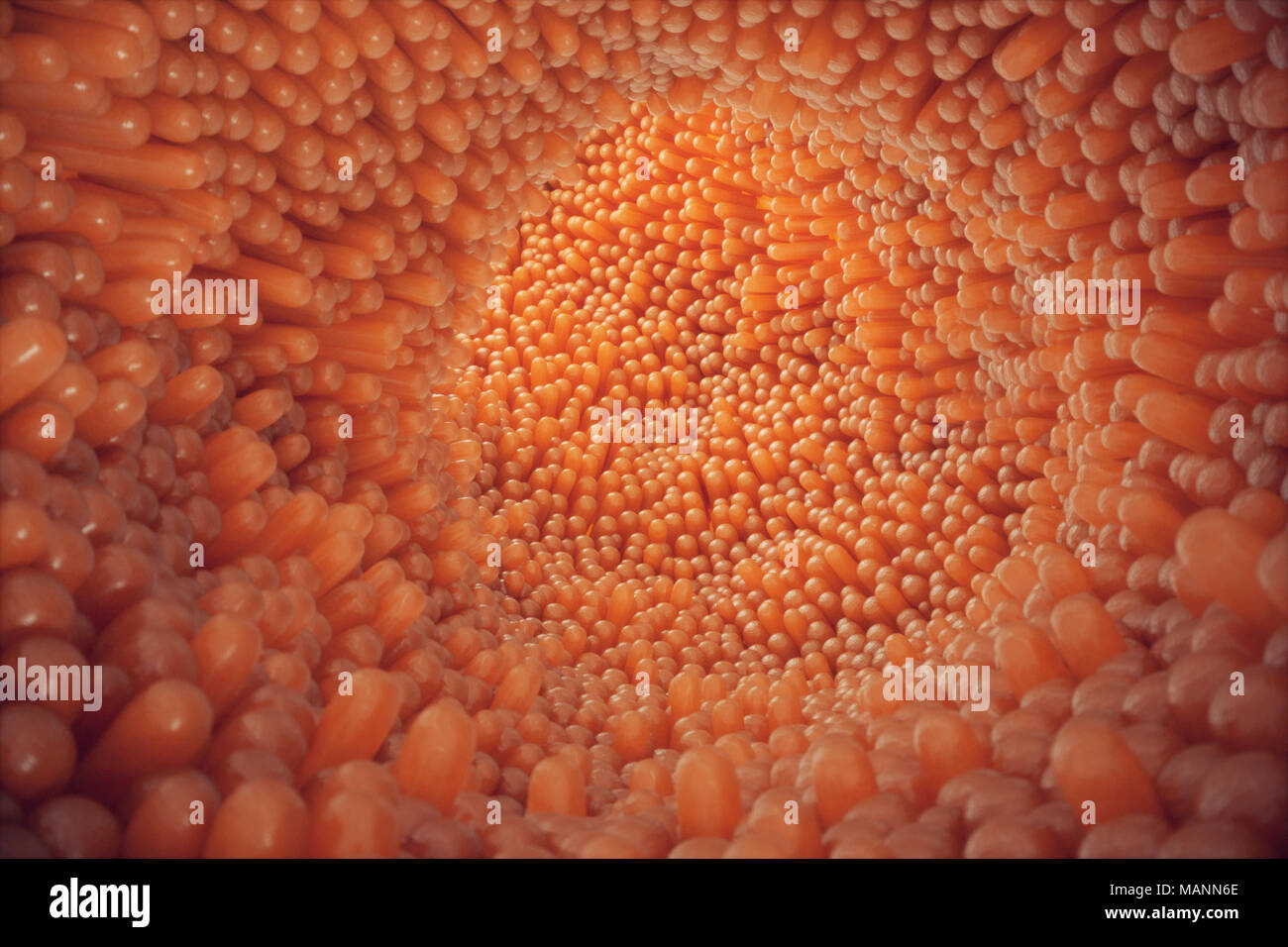 3D illustrazione close-up dei villi intestinali. Rivestimento dell'intestino. Villi microscopiche e capillare. Intestino umano. Concetto di un sano o malato intestino. Foto Stock 3D illustrazione close-up dei villi intestinali. Rivestimento dell'intestino. Villi microscopiche e capillare. Intestino umano. Concetto di un sano o malato intestino. Foto Stock