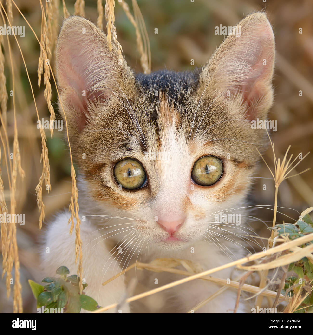 Nosy carino gattino, patched tabby e pelliccia bianca, seduto tra erba secca, un close-up verticale con bellissimi occhi grandi, Grecia, Europa Foto Stock