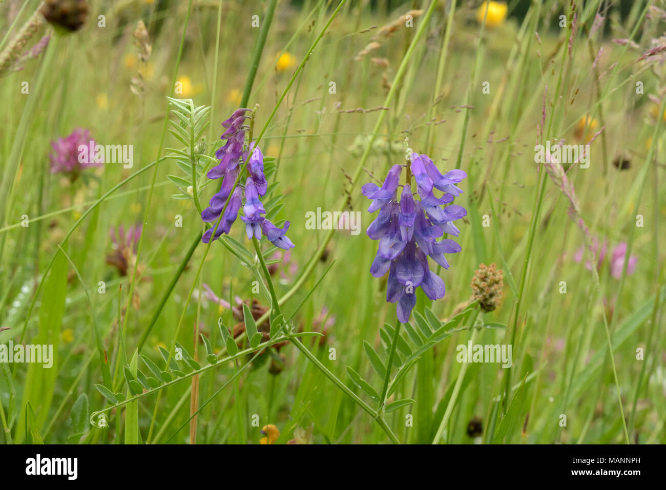 Vetch tufted, Vicia cracca crescendo in un prato Foto Stock