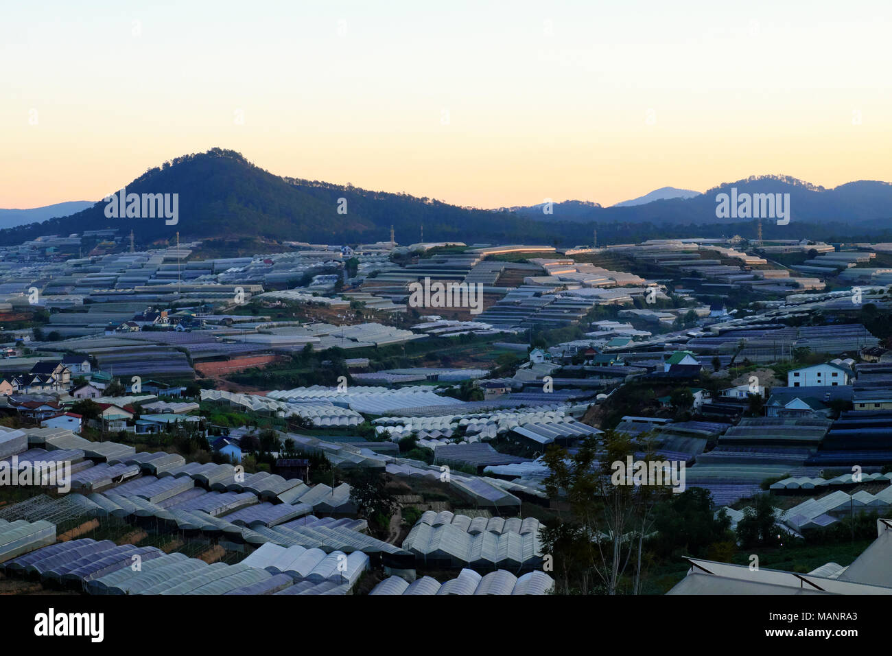 Grande area agricola a Da Lat campagna, serre in plastica per la produzione di ortaggi di sicurezza, fiore, serra nocivi per l'ambiente Foto Stock