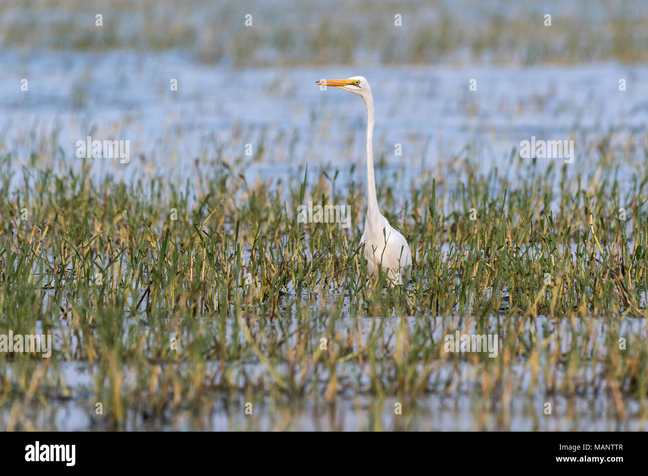 Grande Garzetta (Egretta alba), il lago Zway, Etiopia Foto Stock