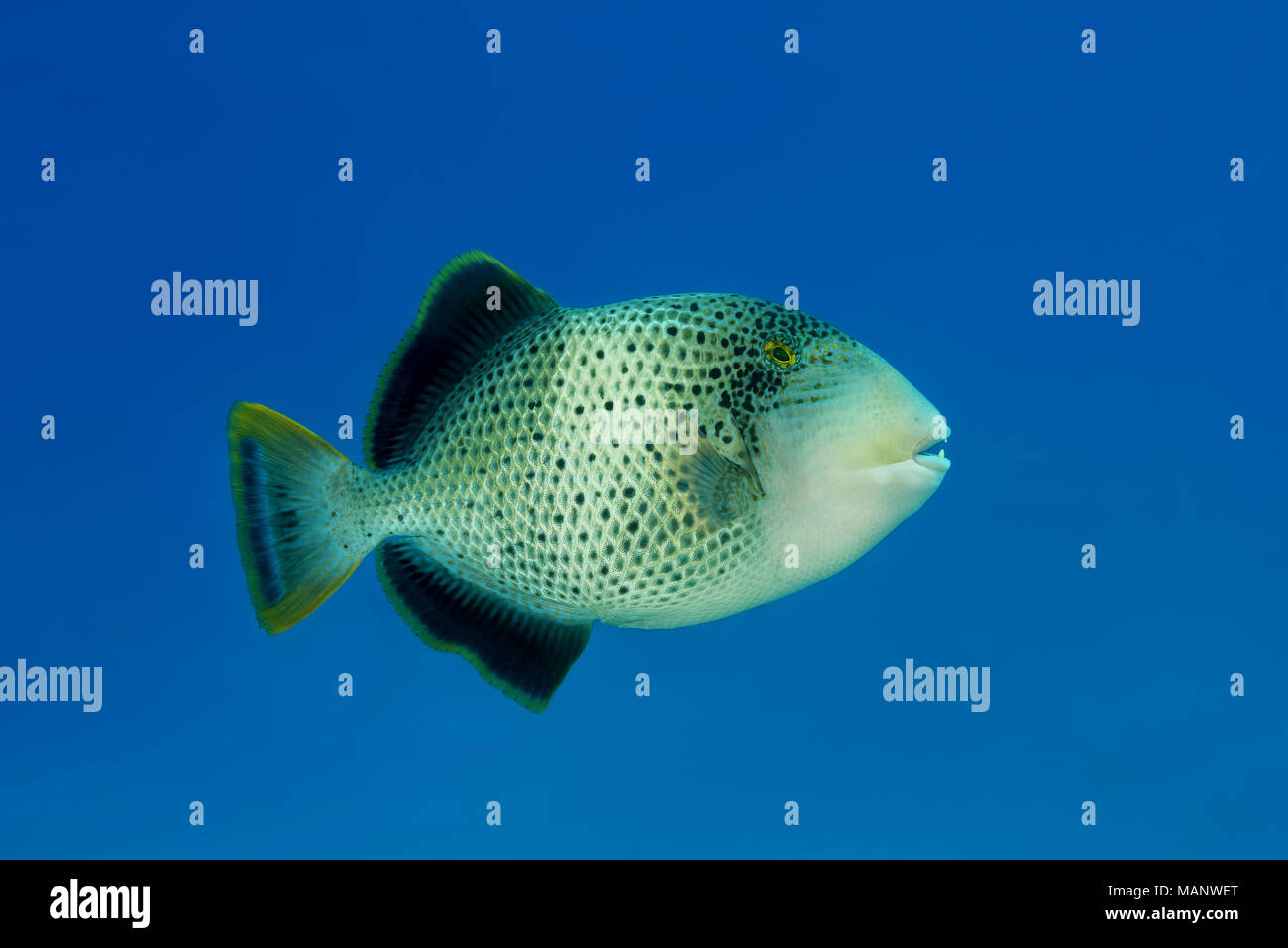 Yellowmargin Pesci balestra (Pseudobalistes flavimarginatus) nell'acqua blu Foto Stock