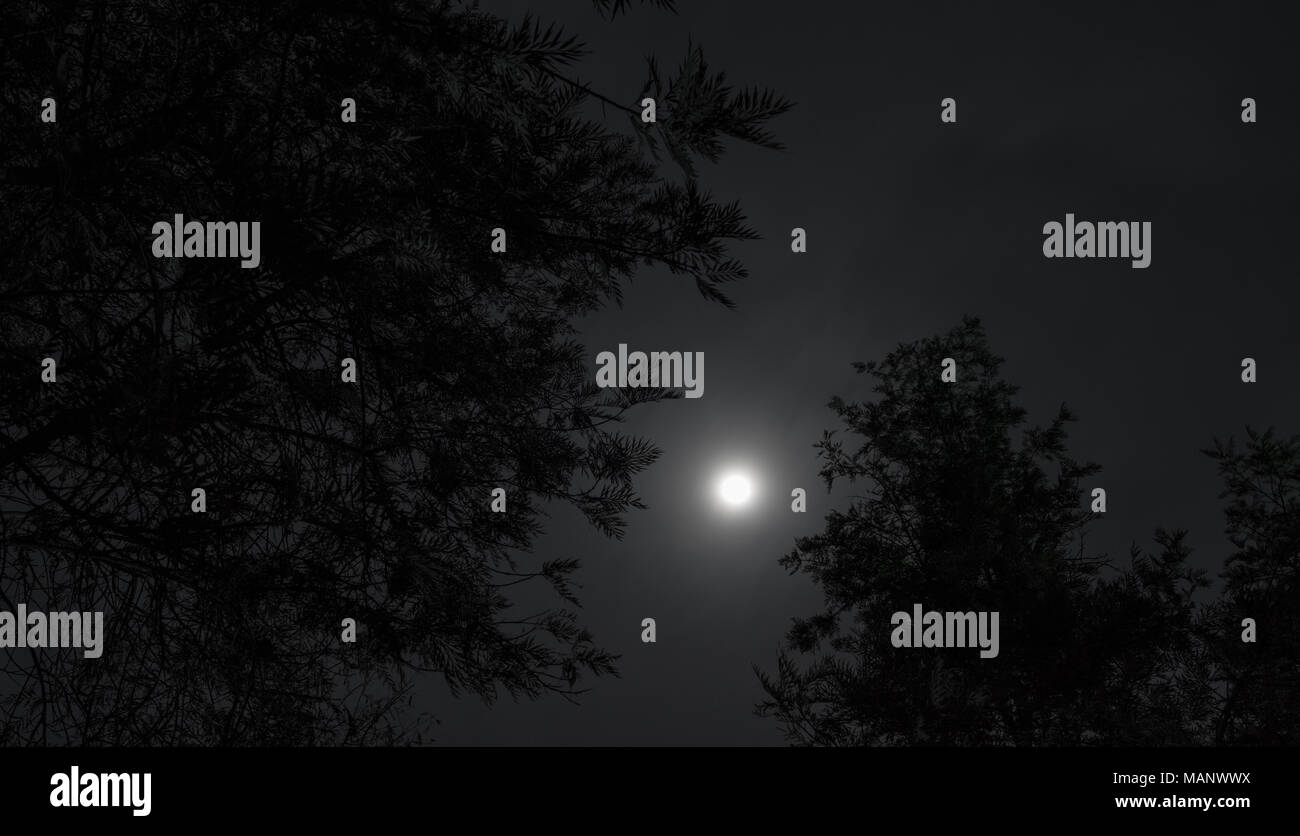 Alberi in il cielo illuminato dalla luna con una luce soffusa nella notte. Luna piena nel cielo notturno. Foto Stock