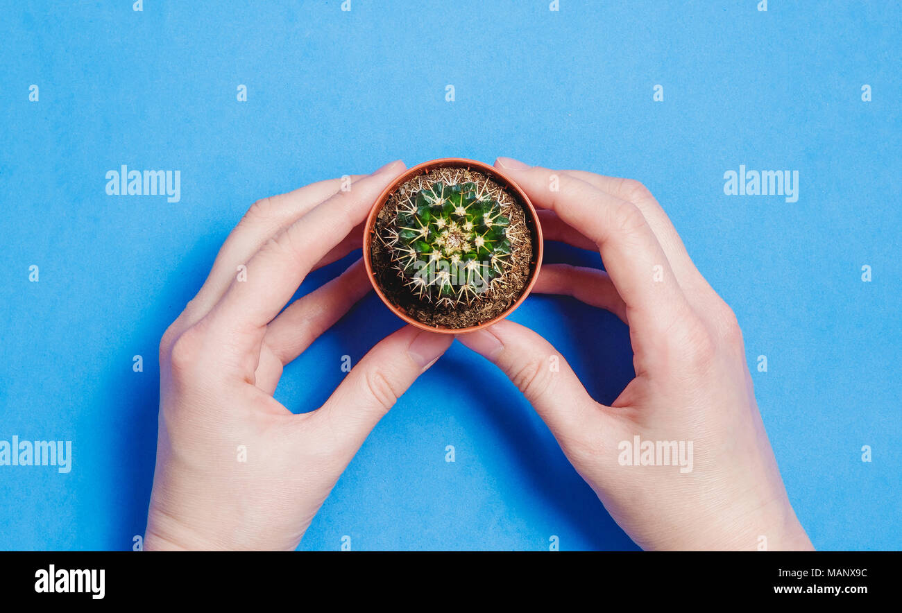 Femmina di tenere in mano il verde Cactus nel vaso sul pastello blu il colore dello sfondo. La minima nozione. Lay piatto. Vista dall'alto. Foto Stock