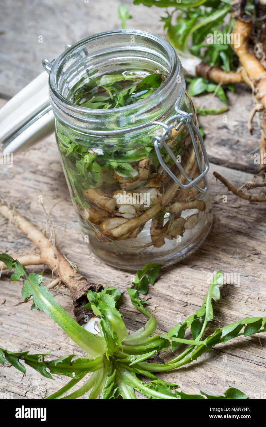 Löwenzahn-Tinktur, Löwenzahntinktur, Wurzeln, Löwenzahn-Wurzel, Löwenzahn-Wurzeln, Löwenzahnwurzel, Löwenzahnwurzeln, Wiesen-Löwenzahn, Radix Taraxaci Foto Stock