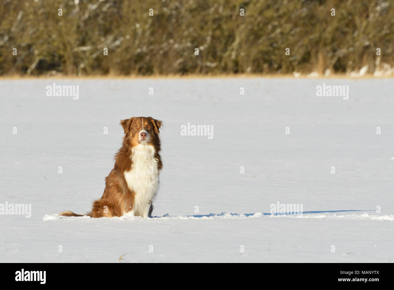 Australian Shepherd dog sitter nella neve Foto Stock