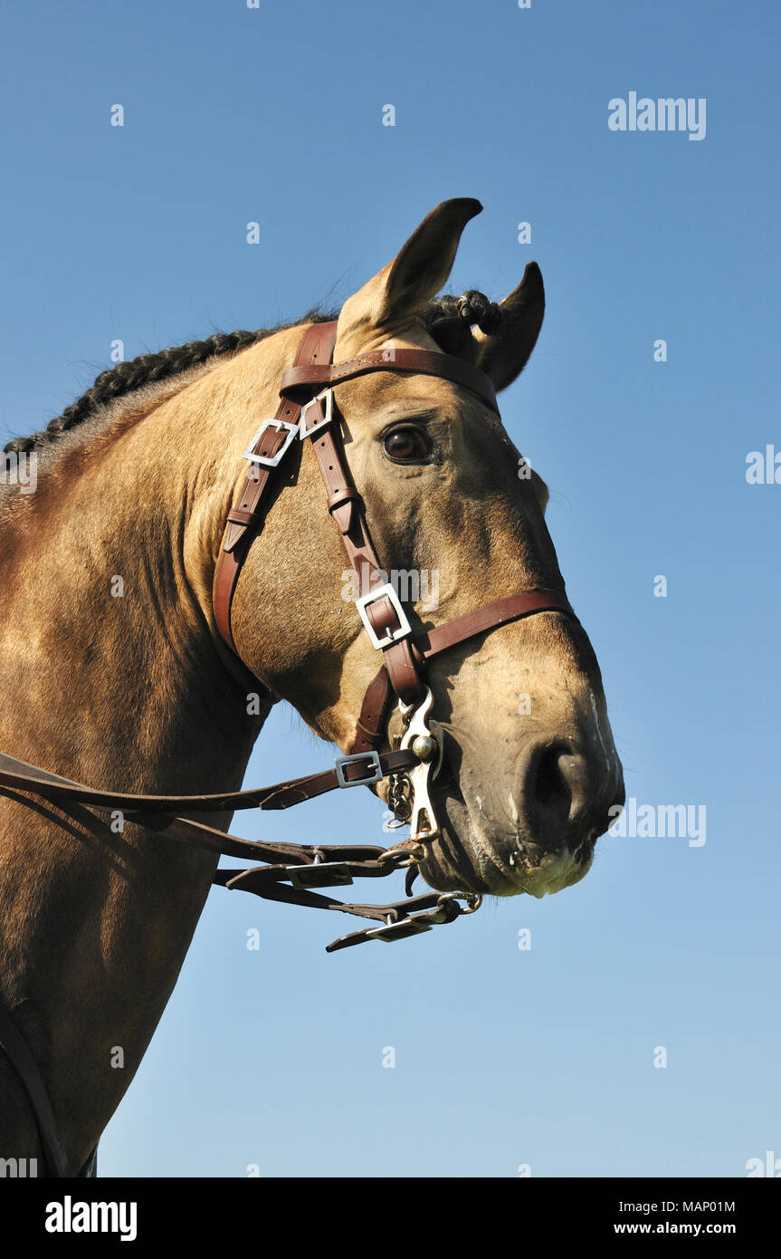 Portoghese lusitano di cavallo. Una razza pura del Portogallo Foto Stock