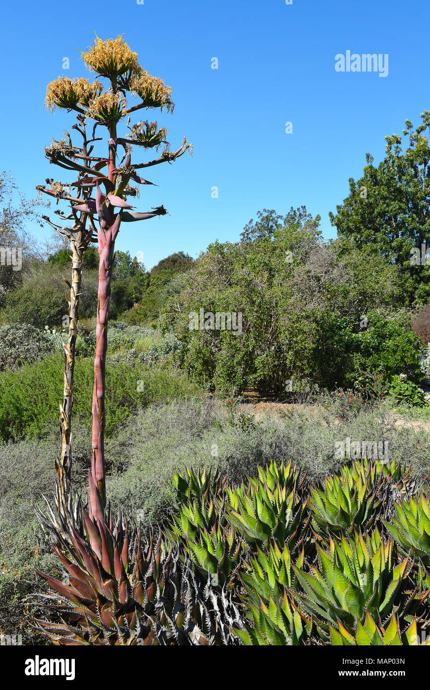 Siccità paesaggio tollerante con acqua saggia e piante succulente. Foto Stock