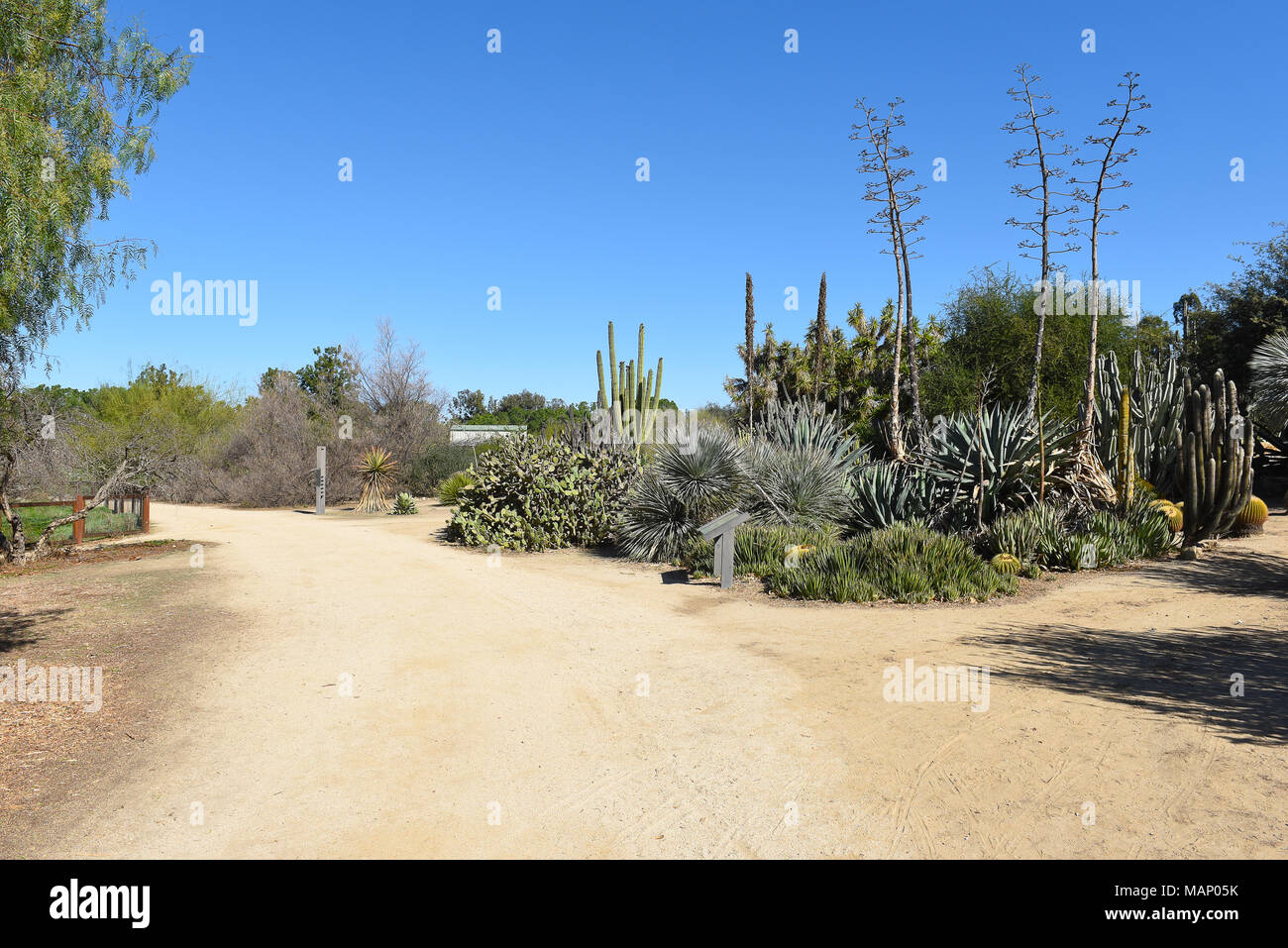 FULLERTON, CALIFORNIA - Febbraio 7, 2018: Fullerton Arboretum raccolta nel deserto. La zona offre una grande selezione di cactus e piante succulente. Foto Stock
