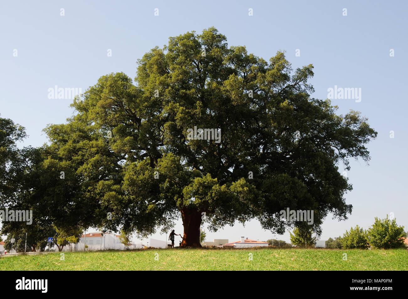 Un vecchio sughero-tree, datato il 1795.Il tappo di sughero da questo albero dà 100.000 stopples per bottiglie di vino. Águas de Moura, Portogallo Foto Stock