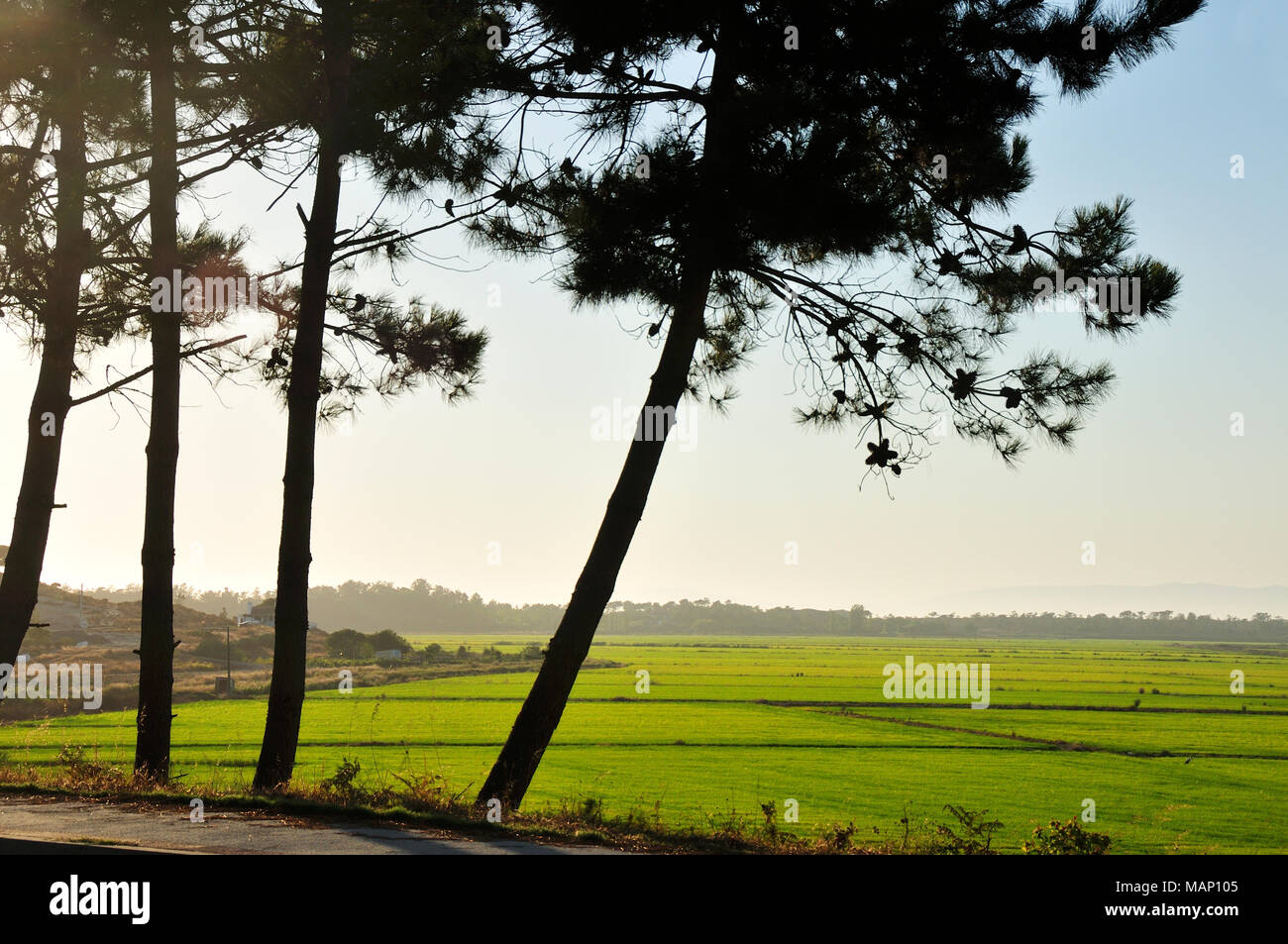 I campi di riso a Carvalhal. Comporta, Portogallo Foto Stock