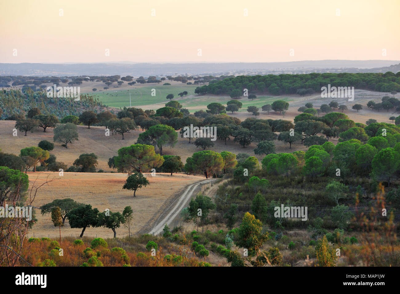 Stone pines forest nel Maranhão, Avis. Portogallo Foto Stock