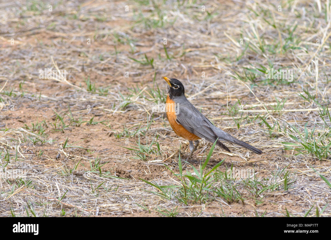American Robin in primavera, Chatfield State Park, COLORADO US. Foto Stock