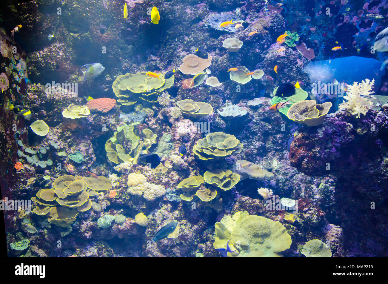 Ocean pesci nel serbatoio Foto Stock