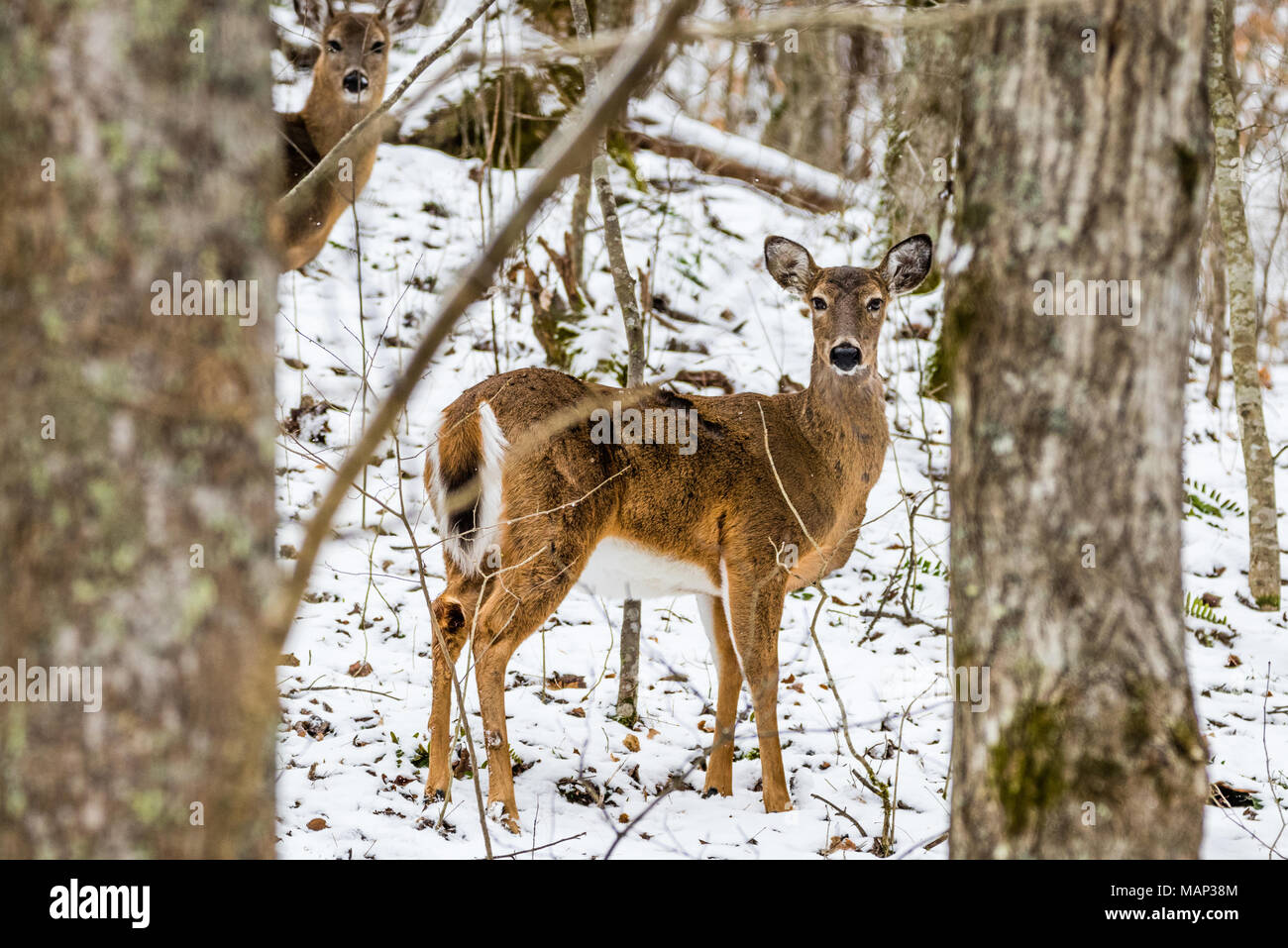 Un culbianco deer pause nella foresta. Foto Stock