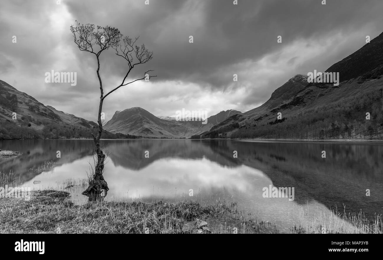 Il lone tree a Buttermere su una bella mattina ancora Foto Stock
