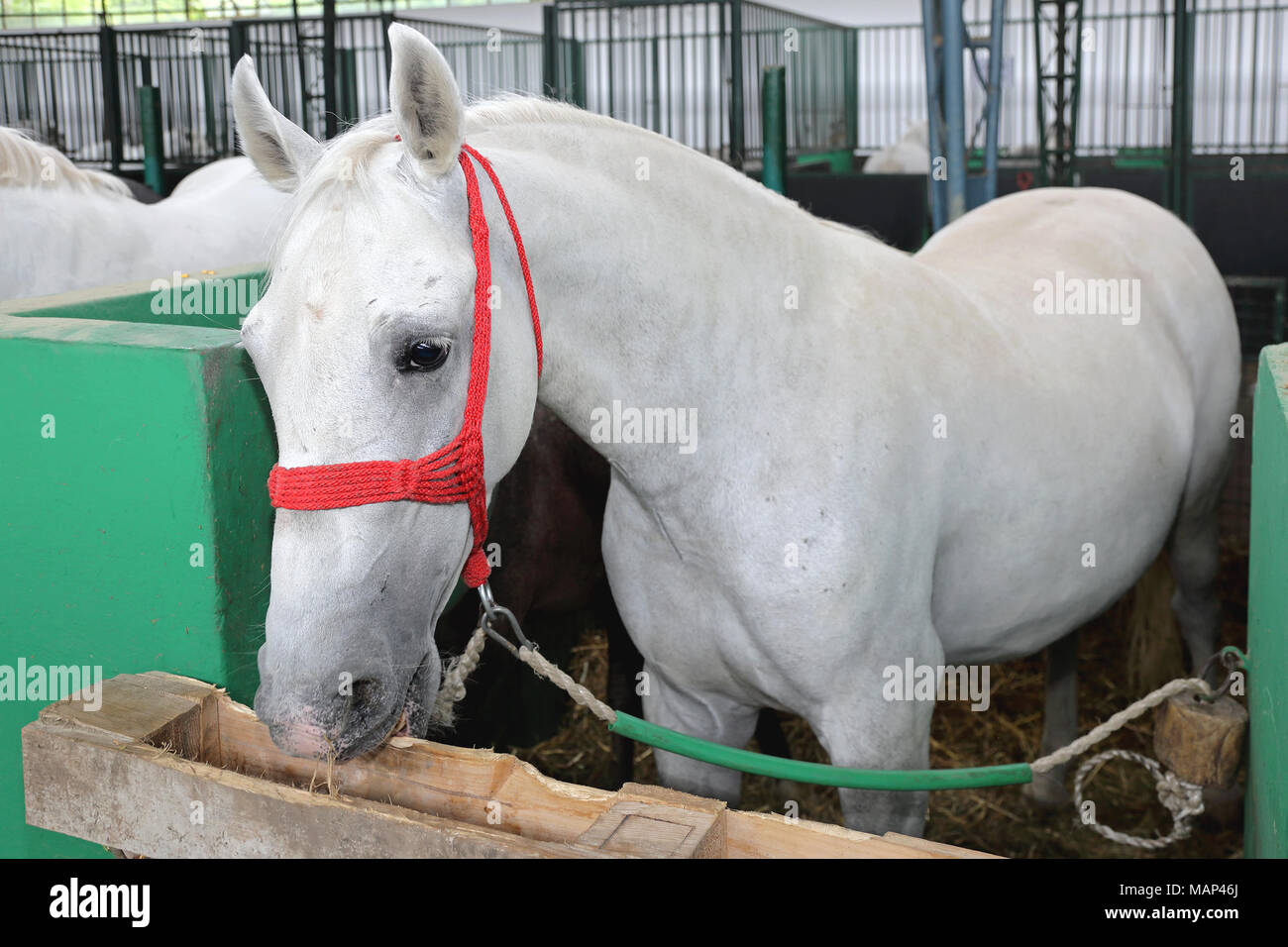 Cavallo bianco in una scatola in stallo all'interno di una stalla. Foto Stock
