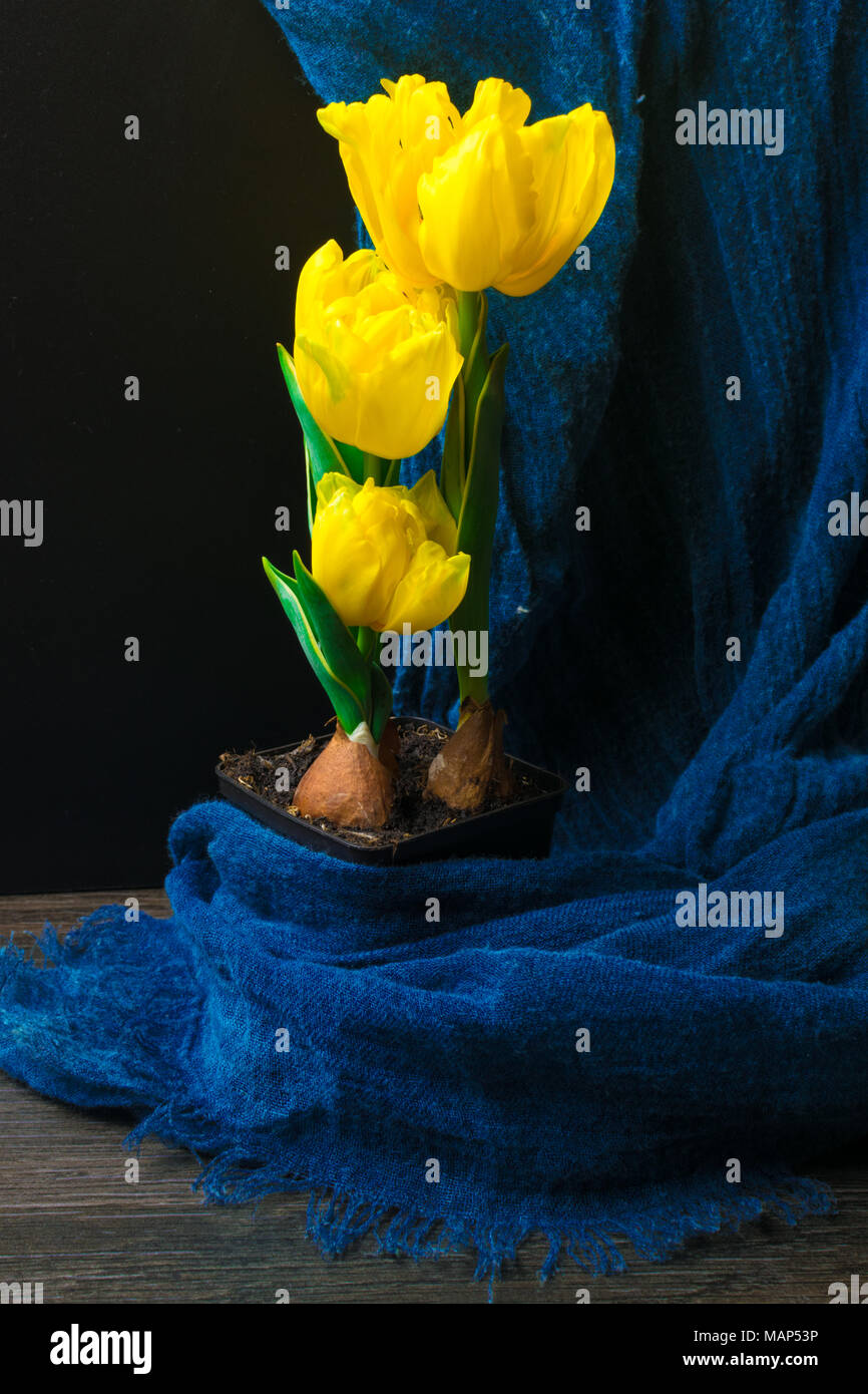 Fresh tulipano giallo sul vaso sul tavolo scuro. Il tempo primaverile. Foto Stock