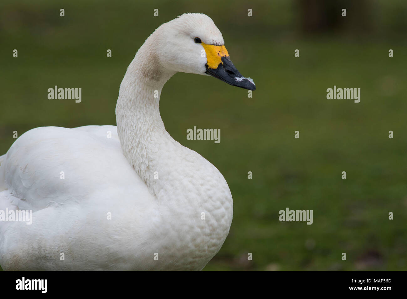 Whooper Swan ritratto Foto Stock