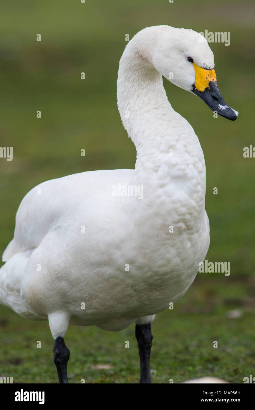 Whooper Swan ritratto Foto Stock