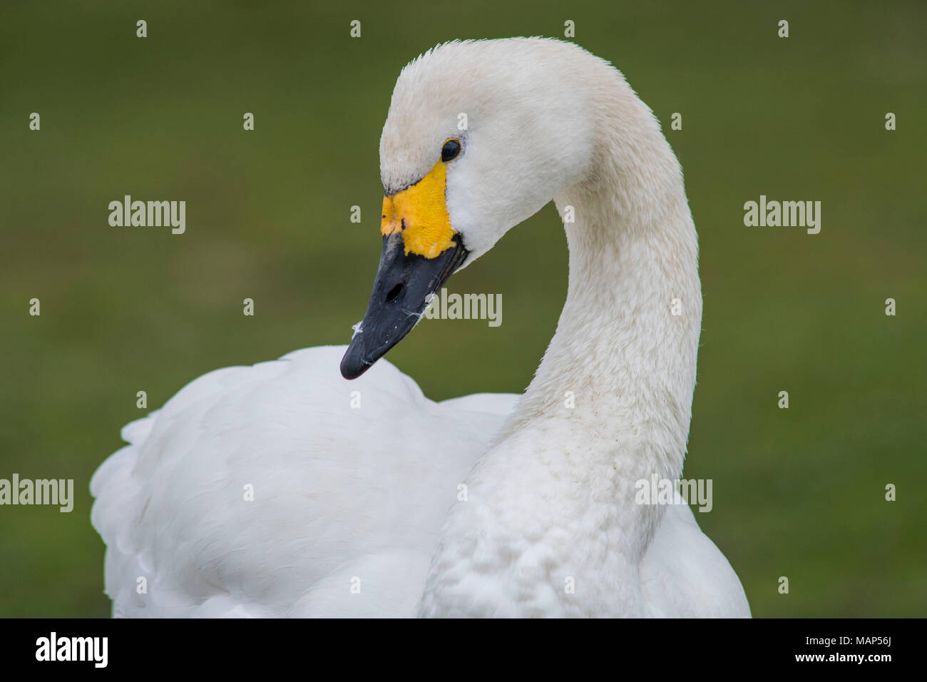 Whooper Swan ritratto Foto Stock