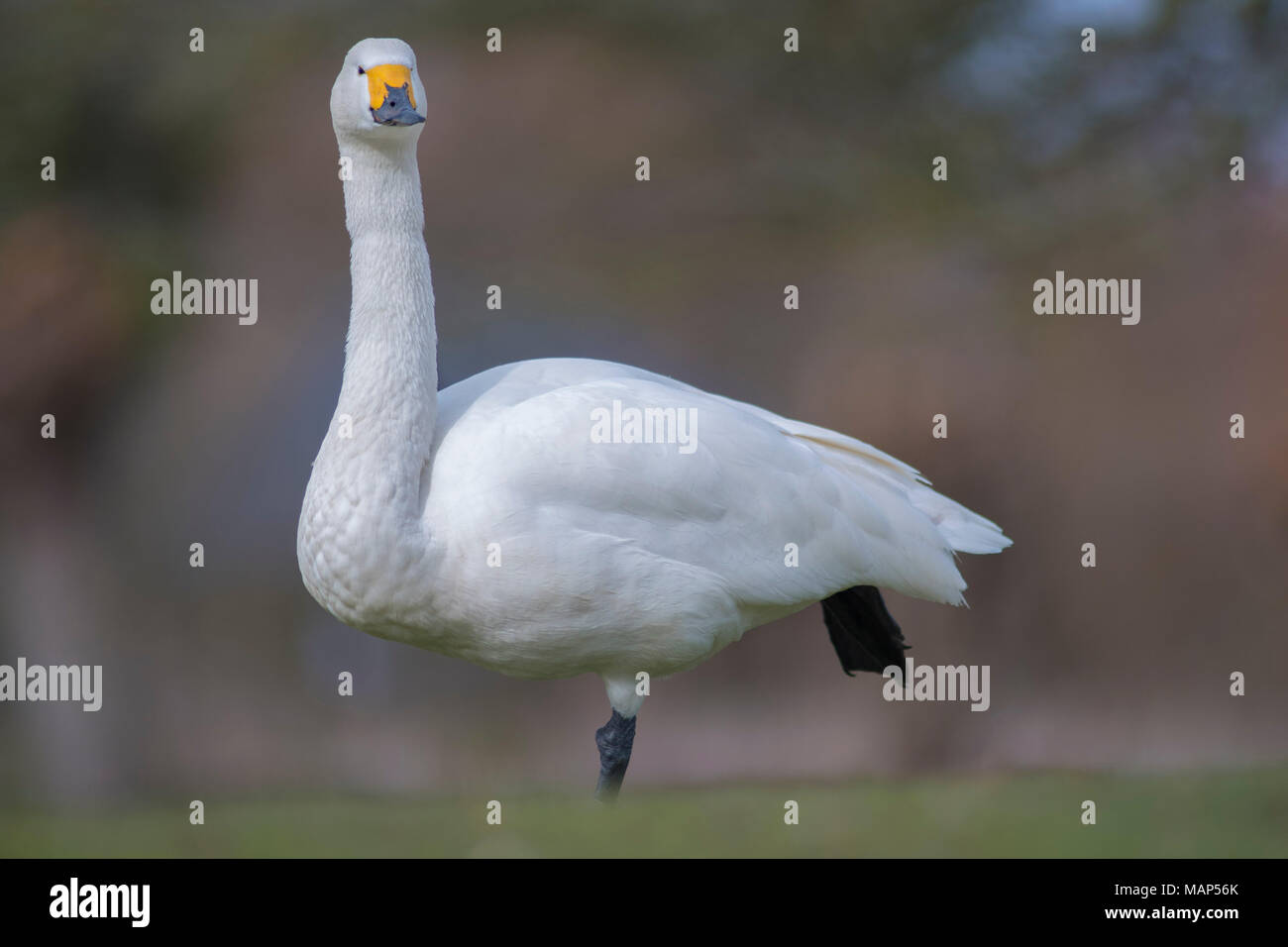 Whooper Swan ritratto Foto Stock