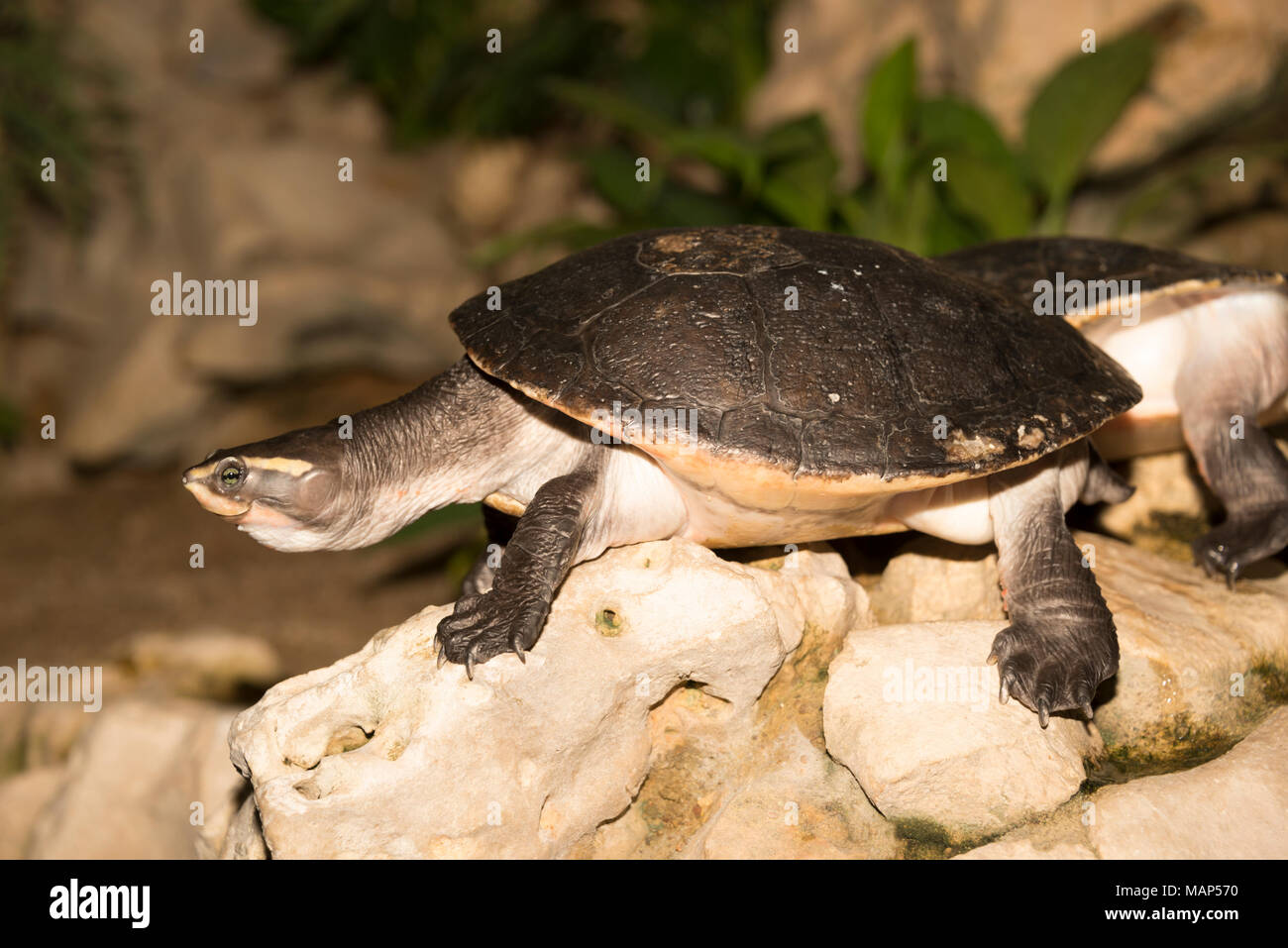 Red-Bellied Short-Necked tartaruga (Emydura subglobosa) Foto Stock