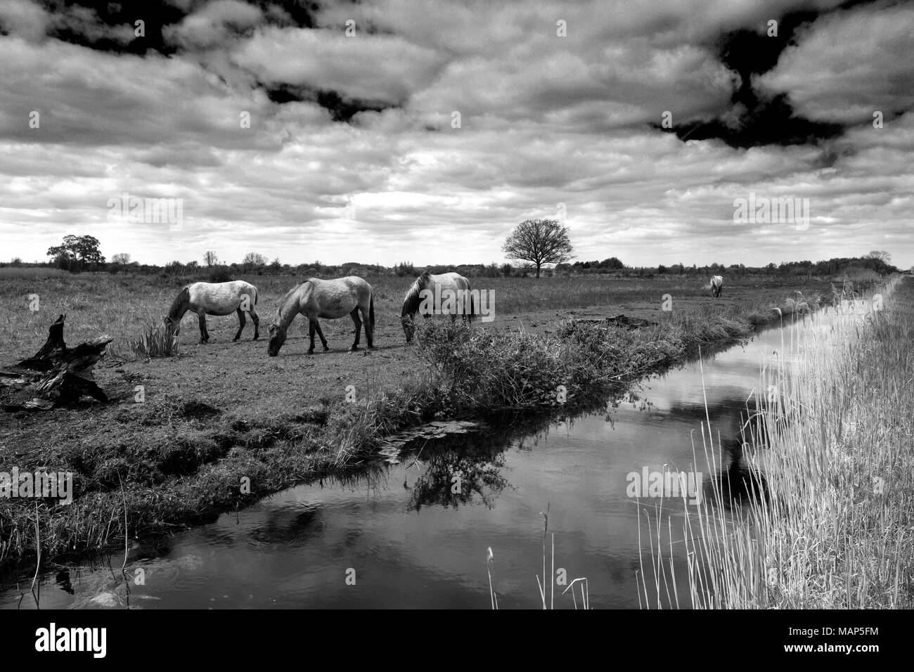 Konik pony sul Wicken Fen riserva naturale, Cambridgeshire; Inghilterra; Regno Unito Foto Stock