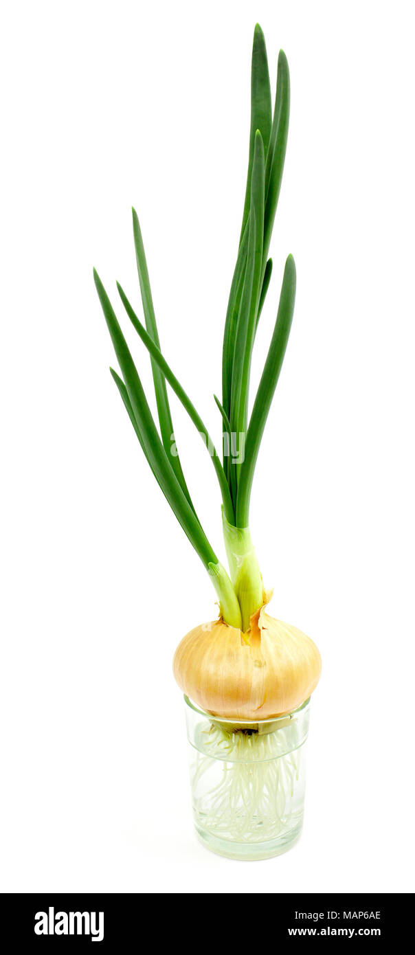 Cipolle ha radici e germoglio verde in acqua Foto Stock