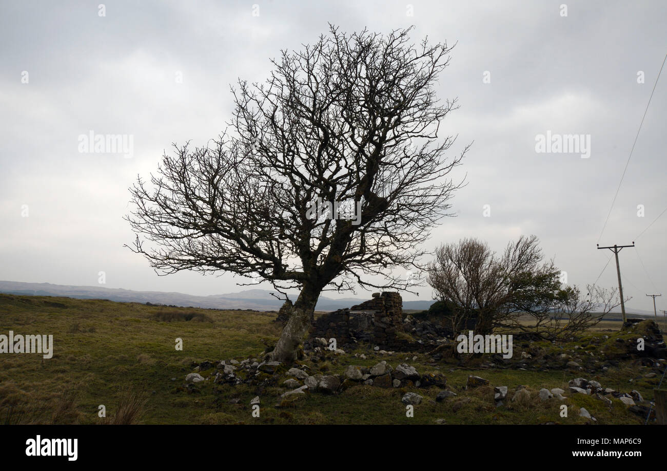 Tree & rovina di Croft, Isle of Islay, Scozia Foto Stock