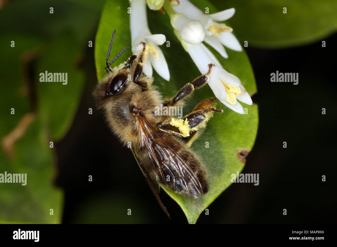 Berlino, Germania, bee raccogliere il polline di un fiore bianco Foto Stock