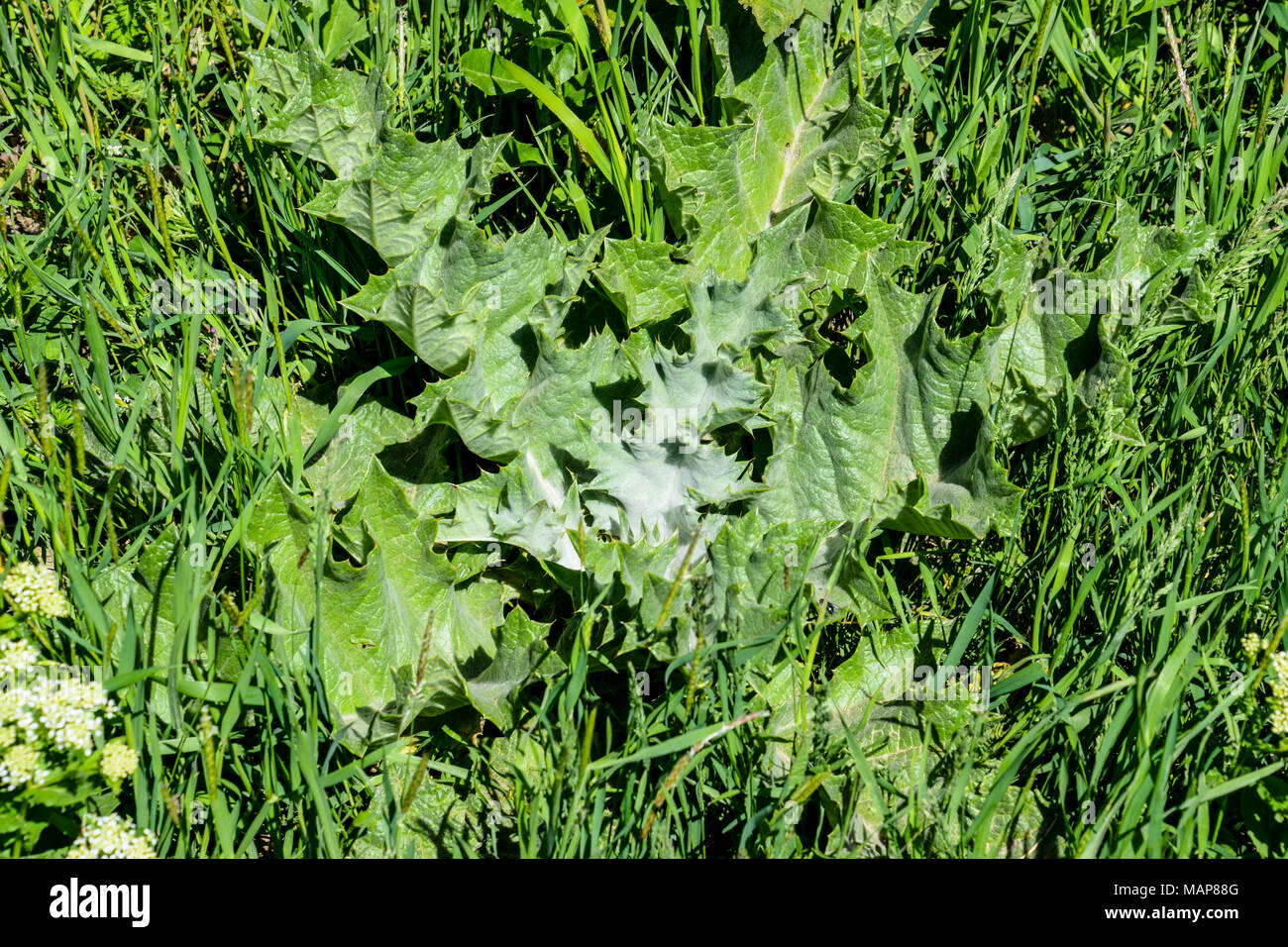 Pianta giovane Onopordum acanthium in erba Foto Stock